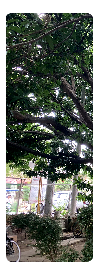 Tree Area Banner 1